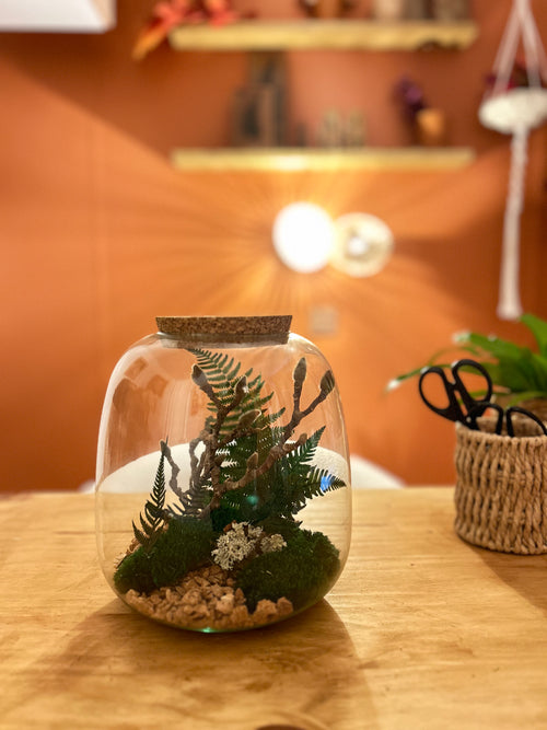 Capsule botanique - Terrarium